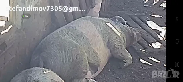2бр майки свине от300 до 350 кг........