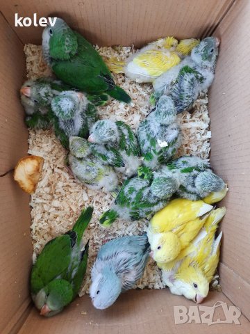 Ръчно хранени папагали монах 