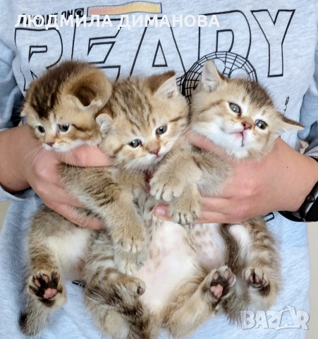 шотландски златни чинчили. , снимка 3 - Британска късокосместа - 53504787