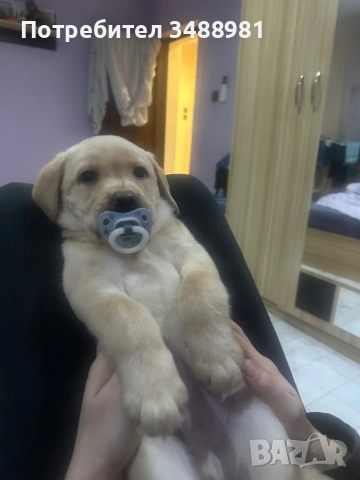 Лабрадор ретривър , снимка 4 - Лабрадор ретривър - 53767078