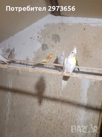 Папагали корели, снимка 4 - Папагали - 53167838