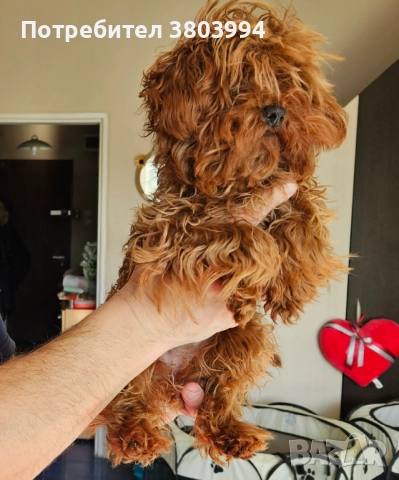 Червен тйи къп / той пудел момиченце на 7 месеца. , снимка 5 - Пудели - 52935122