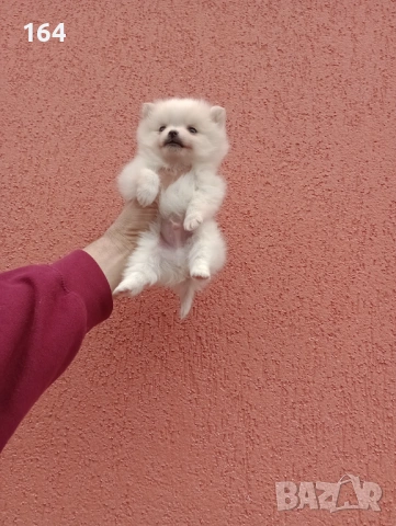 Миниатюрно мини момче. Померанче. Реални снимки от 13.02.26 г. , снимка 2 - Померан - 53464972