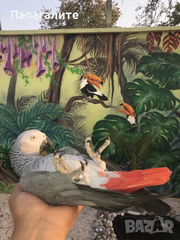 Папагали Жако- Конго, снимка 8 - Папагали - 52346276
