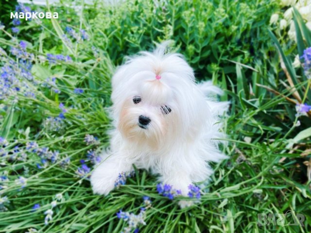 Малтезе,малтийска болонка, снимка 3 - Болонка - 41588558