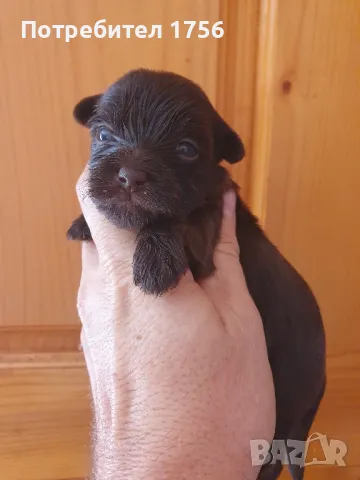 Шоколадово йорки., снимка 1