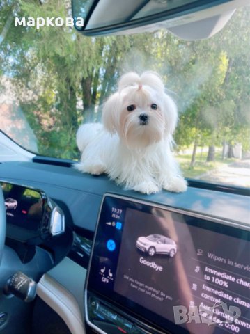 Малтезе,малтийска болонка, снимка 2 - Болонка - 41588558