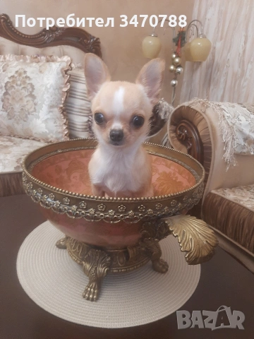 мини чихуахуа , снимка 5 - Чихуахуа - 53390929