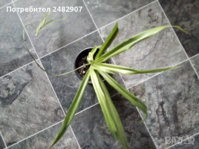 "Хлорофитум" - стайно растение, снимка 4 - Стайни растения - 48803128