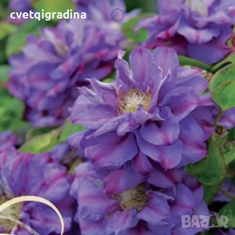 Clematis Krolowa Bona(Клематис Кралица Бона), снимка 3 - Градински цветя и растения - 50938470