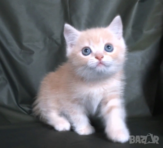 Британско късокосместо златисто котенце, снимка 7 - Британска късокосместа - 52373949
