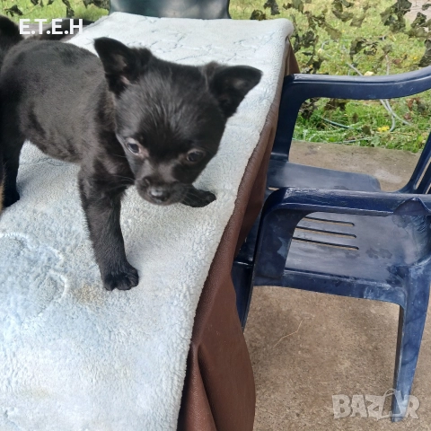 мини Пончи. 1,8 гр 350 лв, снимка 2 - Померан - 52934193