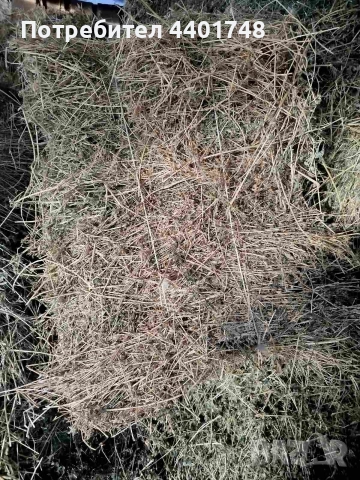 Бали люцерна 