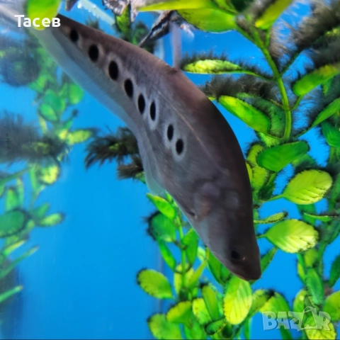 Читала 10-12см