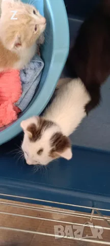4 котета търсят своите стопани , снимка 3 - Други - 56178660