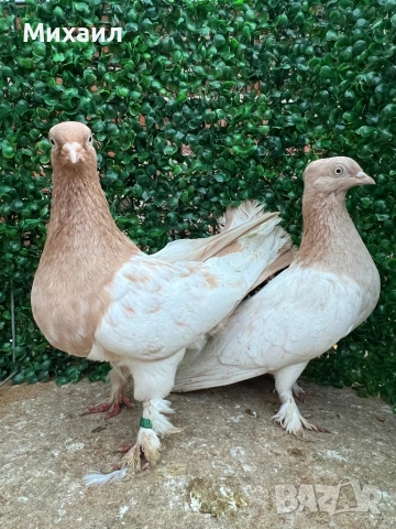 Сатинети, Унгарци, снимка 8 - Гълъби - 53406751