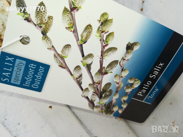 ВЪРБА 60СМ 1203240844, снимка 10 - Градински цветя и растения - 44725165