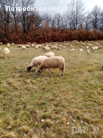 Продавам овце , снимка 2 - Овце - 52642928