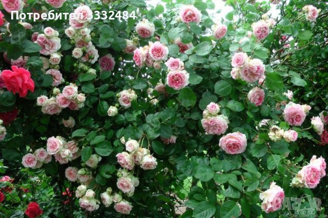 Роза 10, снимка 2 - Градински цветя и растения - 41784707