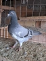 Продавам спортни гълъби , снимка 2