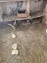 продавам 8 мъжки зайчета, снимка 1