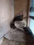 Зелени явайски пауни , снимка 1