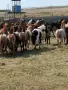 Предлагам тинкерчета , бащата е 900кг и е висок 175см, снимка 12