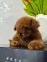 Teacup Пудел момче , снимка 5