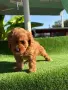 Кавапу (Cavapoo ), снимка 4