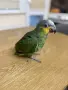 Бебе Венецуелска Амазона, снимка 5