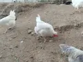 Сини яйца от бял Легбар , снимка 9