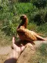 Декоративни Гълъби, снимка 1