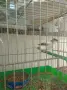 Орфееви канари,от 25 и 26 г., снимка 10