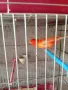 продавам канари, снимка 1