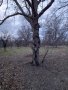 Орехови дървета за отсичане и изкупуване за материал, снимка 4