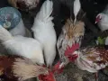 Шабо Петлета 5 бр, снимка 6