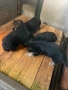 Продавам Немски Овчарки, снимка 9