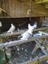 Гълъби сатинети, снимка 4