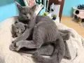 Британски късокосмести смесени , снимка 5