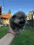 мъжки померани малки, снимка 6