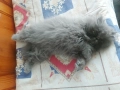 Персийски котенца, снимка 15