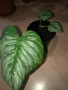 Philodendron Sodiroi , снимка 3