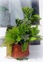 Зелена аранжировка, снимка 3