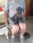Продавам минипинчерчета, снимка 4