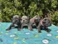 френски булдог/french Buldog, снимка 1