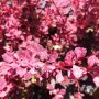 Берберис Розова Кралица / Berberis Pink queen, снимка 1 - Градински цветя и растения - 41600038