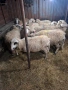 продавам 11бр овце бракувани за клане , снимка 1