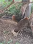 Фазани трагопан , снимка 3