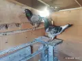 Спортни пощи, Мардини и други.., снимка 5