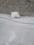 Mini Pomeran Momce, снимка 5